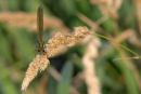 Female_Banded_Demoiselle